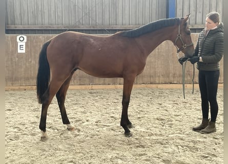 Oldenburgo, Caballo castrado, 2 años, 165 cm, Castaño
