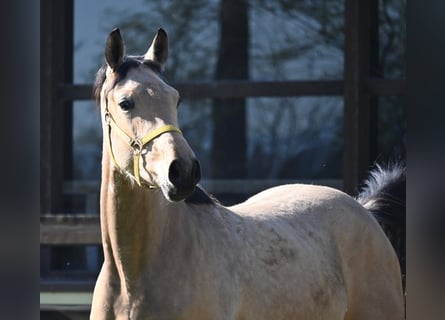 Oldenburgo, Caballo castrado, 2 años, 167 cm, Buckskin/Bayo