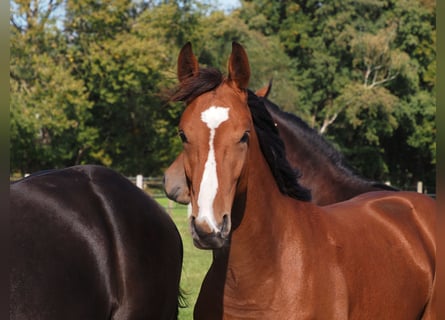 Oldenburgo, Caballo castrado, 2 años, 168 cm, Castaño