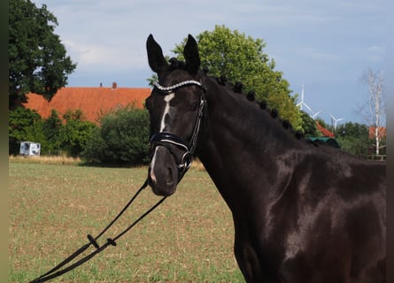 Oldenburgo, Caballo castrado, 2 años, 168 cm, Negro