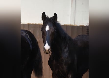 Oldenburgo, Caballo castrado, 2 años, 169 cm, Negro