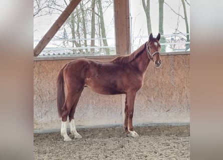 Oldenburgo, Caballo castrado, 2 años, 170 cm, Alazán