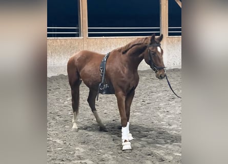 Oldenburgo, Caballo castrado, 2 años, 170 cm, Alazán