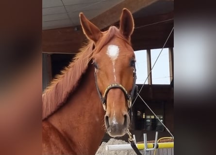 Oldenburgo, Caballo castrado, 2 años, 170 cm, Alazán