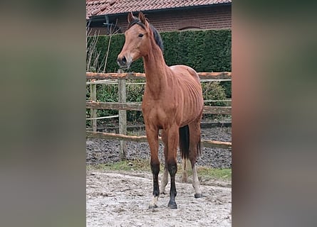 Oldenburgo, Caballo castrado, 2 años, Castaño