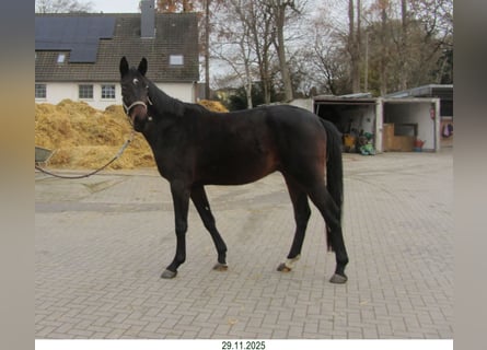 Oldenburgo, Caballo castrado, 2 años, Castaño oscuro