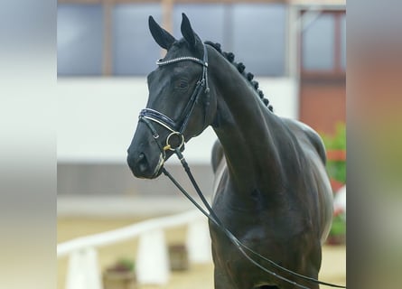 Oldenburgo, Caballo castrado, 2 años, Negro