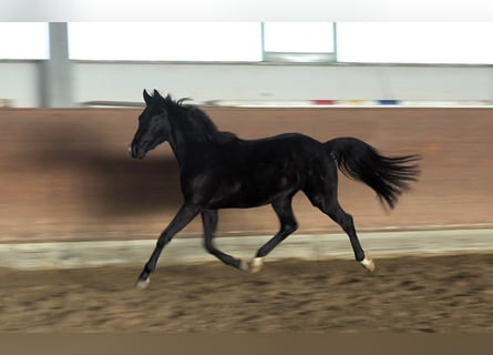 Oldenburgo, Caballo castrado, 3 años, 156 cm, Negro