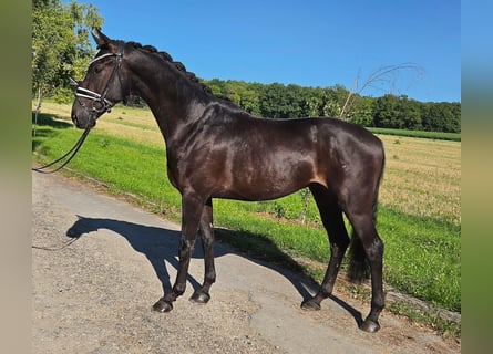Oldenburgo, Caballo castrado, 3 años, 160 cm, Morcillo