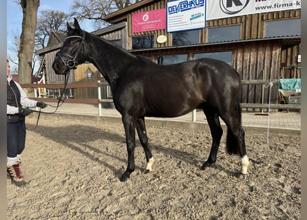 Oldenburgo, Caballo castrado, 3 años, 162 cm, Negro