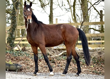 Oldenburgo, Caballo castrado, 3 años, 164 cm, Castaño