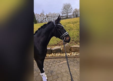 Oldenburgo, Caballo castrado, 3 años, 164 cm, Castaño oscuro