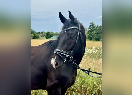 Oldenburgo, Caballo castrado, 3 años, 164 cm, Negro