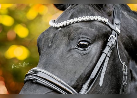 Oldenburgo, Caballo castrado, 3 años, 164 cm, Negro