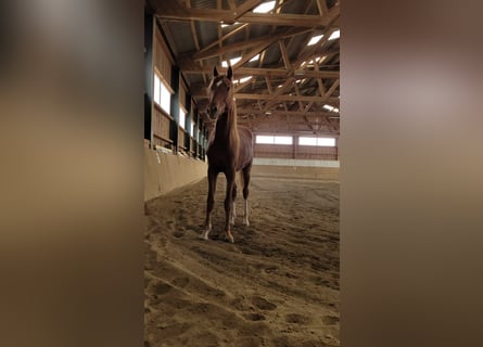 Oldenburgo, Caballo castrado, 3 años, 165 cm, Alazán