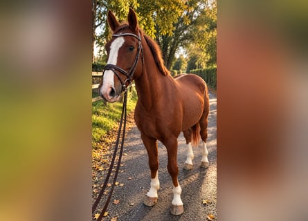 Oldenburgo, Caballo castrado, 3 años, 165 cm, Alazán-tostado