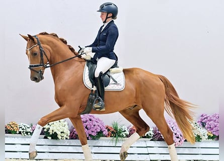 Oldenburgo, Caballo castrado, 3 años, 165 cm, Alazán-tostado
