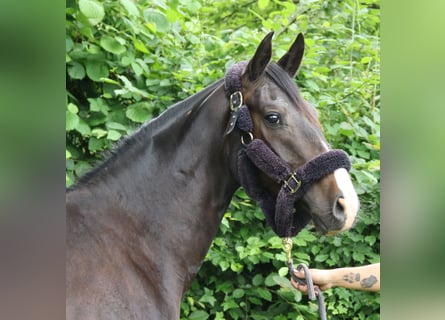 Oldenburgo, Caballo castrado, 3 años, 165 cm, Negro