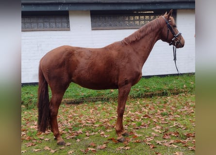 Oldenburgo, Caballo castrado, 3 años, 166 cm, Alazán-tostado