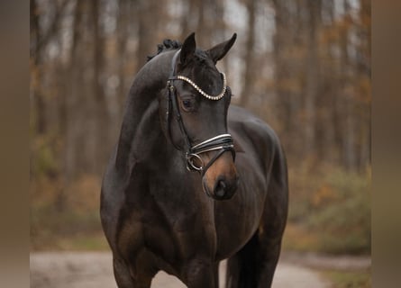 Oldenburgo, Caballo castrado, 3 años, 166 cm, Castaño oscuro