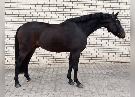 Oldenburgo, Caballo castrado, 3 años, 166 cm, Castaño oscuro