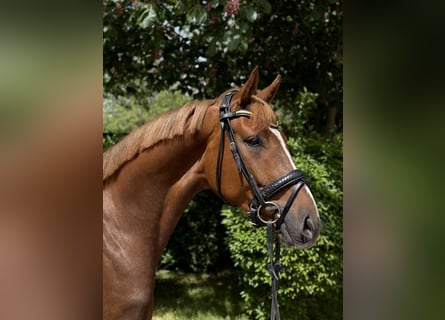 Oldenburgo, Caballo castrado, 3 años, 167 cm, Alazán