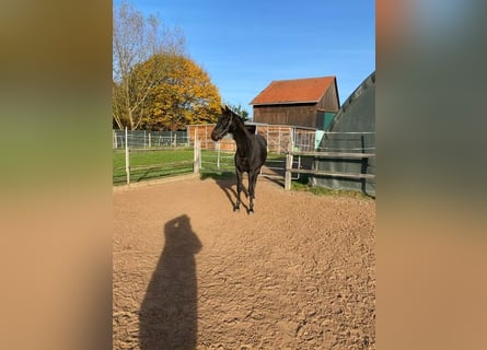 Oldenburgo, Caballo castrado, 3 años, 167 cm, Morcillo