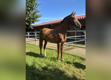 Oldenburgo, Caballo castrado, 3 años, 168 cm, Alazán-tostado