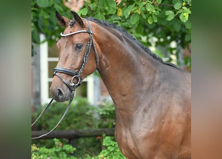 Oldenburgo, Caballo castrado, 3 años, 168 cm, Castaño