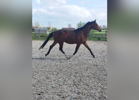 Oldenburgo, Caballo castrado, 3 años, 168 cm, Castaño