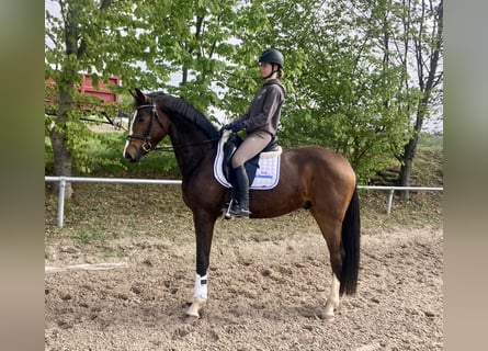 Oldenburgo, Caballo castrado, 3 años, 168 cm, Castaño