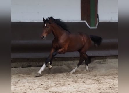 Oldenburgo, Caballo castrado, 3 años, 168 cm, Castaño