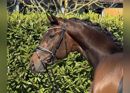 Oldenburgo, Caballo castrado, 3 años, 168 cm, Castaño