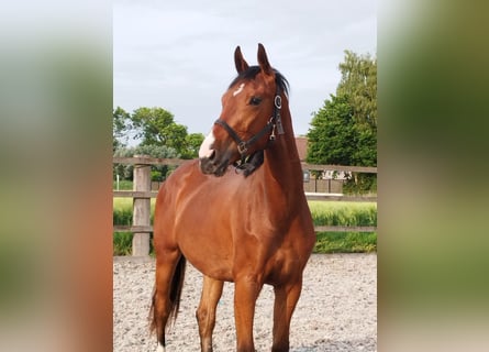 Oldenburgo, Caballo castrado, 3 años, 168 cm, Castaño