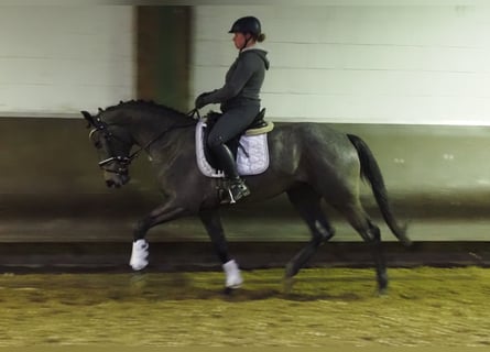 Oldenburgo, Caballo castrado, 3 años, 168 cm, Tordillo negro