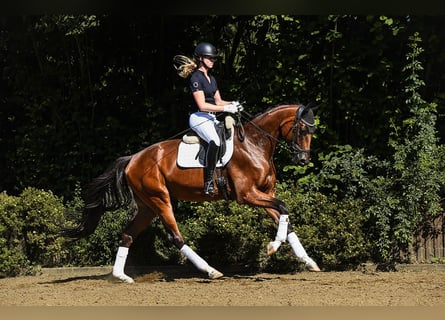 Oldenburgo, Caballo castrado, 3 años, 169 cm, Castaño