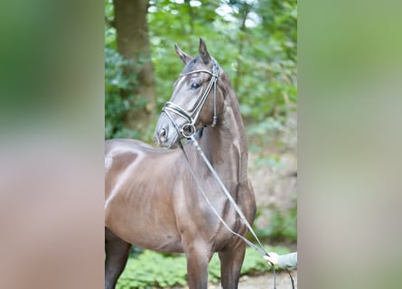 Oldenburgo, Caballo castrado, 3 años, 169 cm, Negro