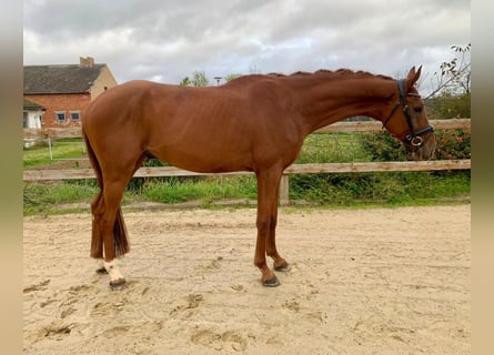 Oldenburgo, Caballo castrado, 3 años, 170 cm, Alazán