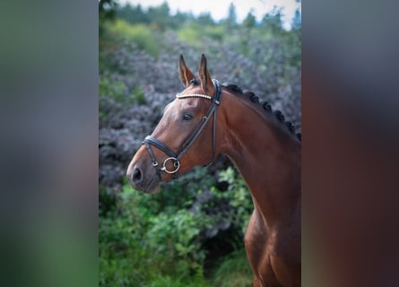 Oldenburgo, Caballo castrado, 3 años, 170 cm, Castaño