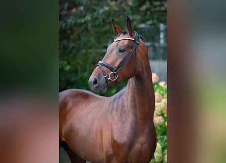 Oldenburgo, Caballo castrado, 3 años, 170 cm, Castaño