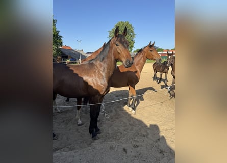 Oldenburgo, Caballo castrado, 3 años, 170 cm, Castaño