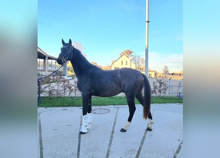 Oldenburgo, Caballo castrado, 3 años, 170 cm, Castaño oscuro