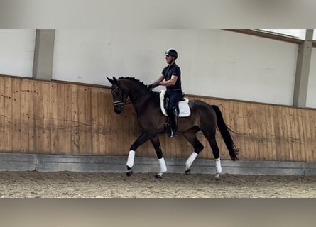 Oldenburgo, Caballo castrado, 3 años, 171 cm, Castaño