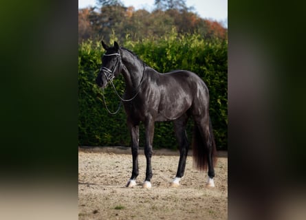 Oldenburgo, Caballo castrado, 3 años, 171 cm, Negro