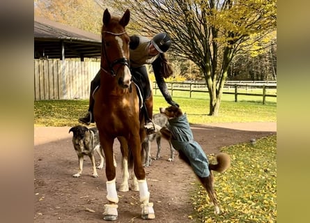 Oldenburgo, Caballo castrado, 3 años, 172 cm, Alazán