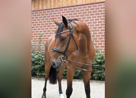 Oldenburgo, Caballo castrado, 3 años, 172 cm, Castaño
