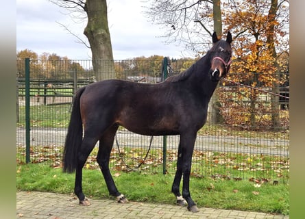 Oldenburgo, Caballo castrado, 3 años, 172 cm, Castaño oscuro