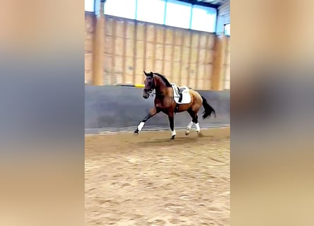 Oldenburgo, Caballo castrado, 3 años, 172 cm, Castaño rojizo