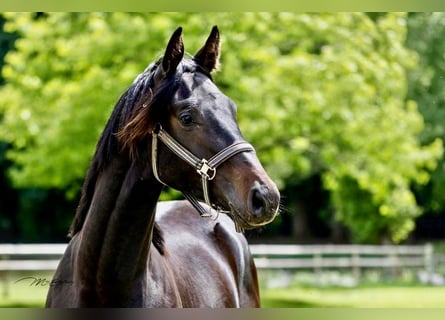 Oldenburgo, Caballo castrado, 3 años, 173 cm, Morcillo