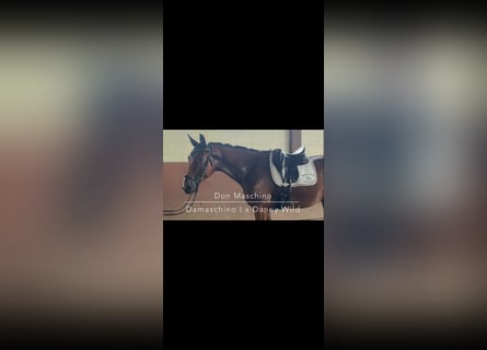 Oldenburgo, Caballo castrado, 3 años, 174 cm, Castaño